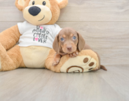 5 week old Dachshund Puppy For Sale - Pilesgrove Pups