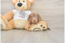 Cute Doxie Purebred Puppy