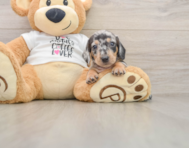 5 week old Dachshund Puppy For Sale - Pilesgrove Pups