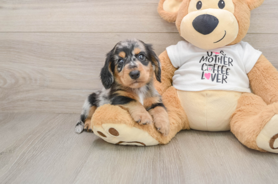 DOWNEY, a Dachshund littermate