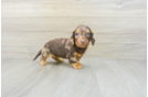 Dachshund Puppy for Adoption