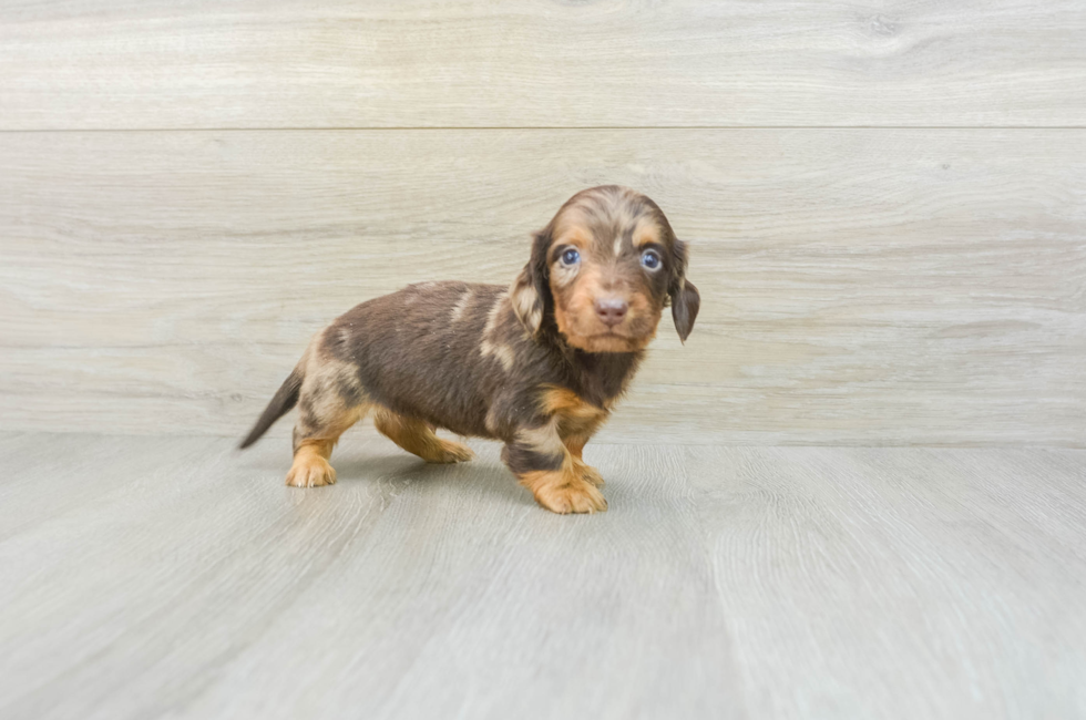 6 week old Dachshund Puppy For Sale - Pilesgrove Pups