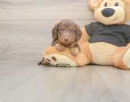 6 week old Dachshund Puppy For Sale - Pilesgrove Pups