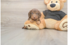 Cute Dachshund Baby