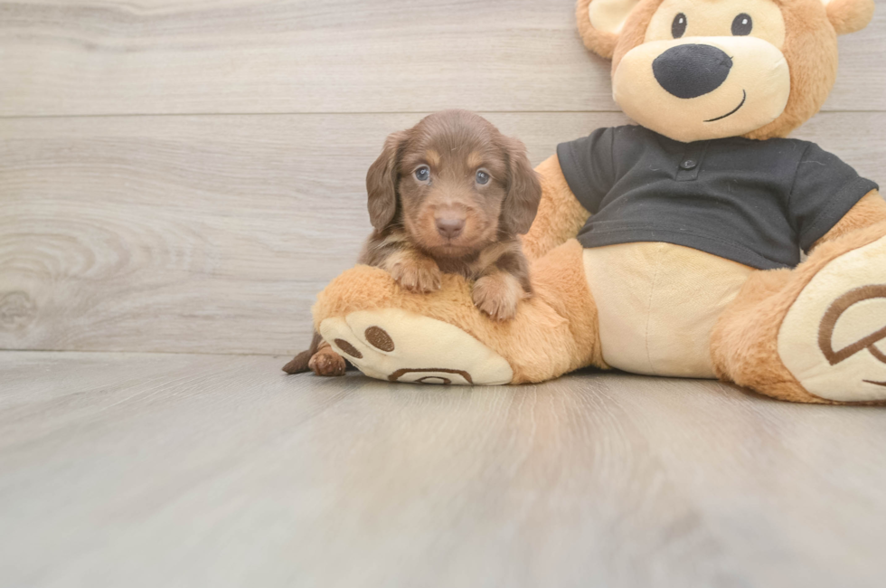 5 week old Dachshund Puppy For Sale - Pilesgrove Pups