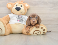 5 week old Dachshund Puppy For Sale - Pilesgrove Pups
