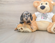5 week old Dachshund Puppy For Sale - Pilesgrove Pups