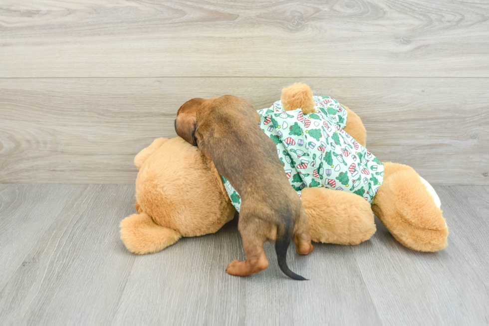 Dachshund Pup Being Cute