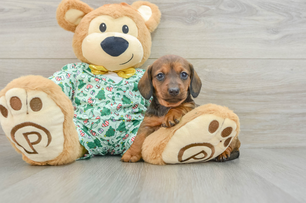 5 week old Dachshund Puppy For Sale - Pilesgrove Pups