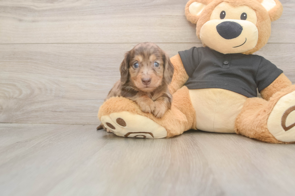 5 week old Dachshund Puppy For Sale - Pilesgrove Pups