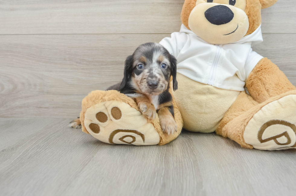 6 week old Dachshund Puppy For Sale - Pilesgrove Pups