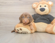 6 week old Dachshund Puppy For Sale - Pilesgrove Pups
