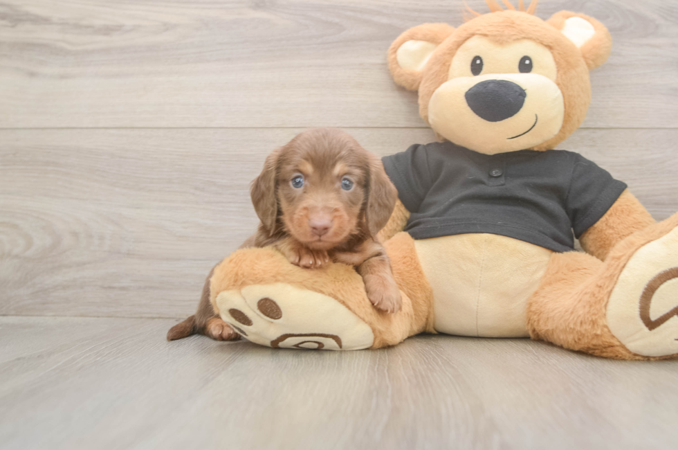 5 week old Dachshund Puppy For Sale - Pilesgrove Pups