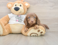 5 week old Dachshund Puppy For Sale - Pilesgrove Pups