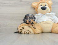 6 week old Dachshund Puppy For Sale - Pilesgrove Pups