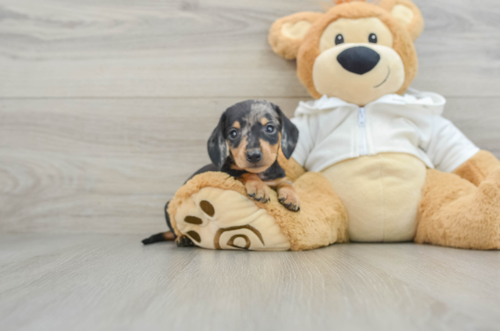 6 week old Dachshund Puppy For Sale - Pilesgrove Pups