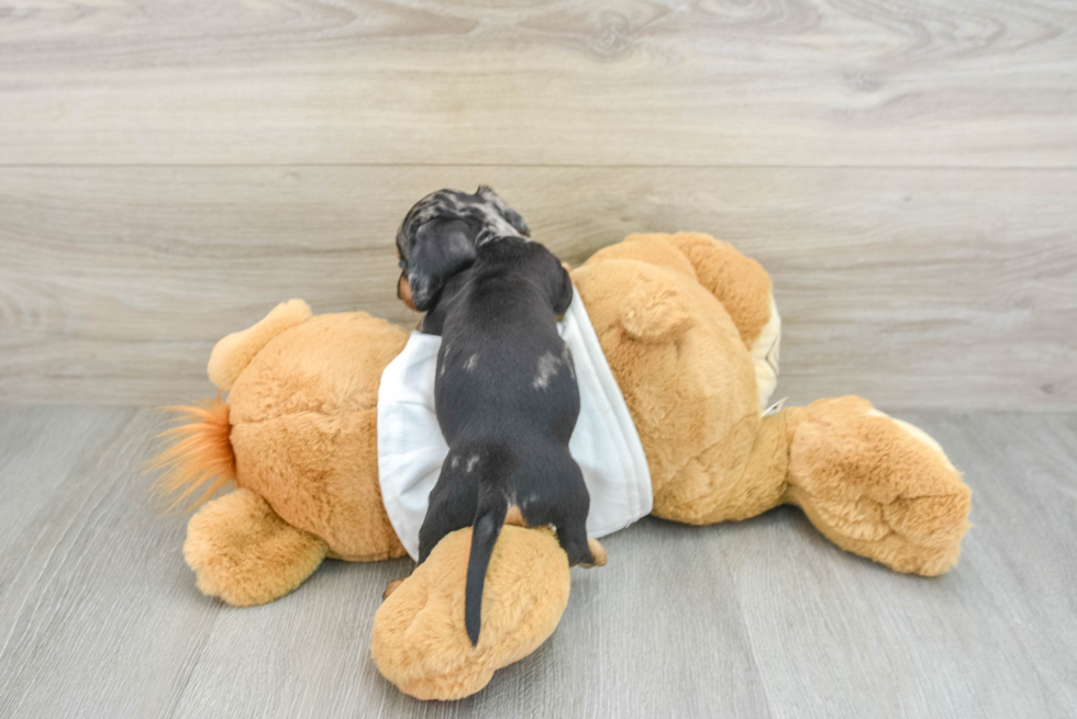 Cute Dachshund Purebred Pup