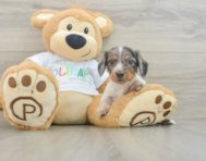 6 week old Dachshund Puppy For Sale - Pilesgrove Pups