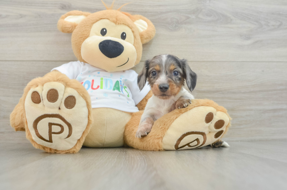 6 week old Dachshund Puppy For Sale - Pilesgrove Pups