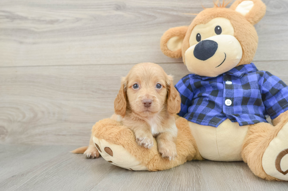 5 week old Dachshund Puppy For Sale - Pilesgrove Pups