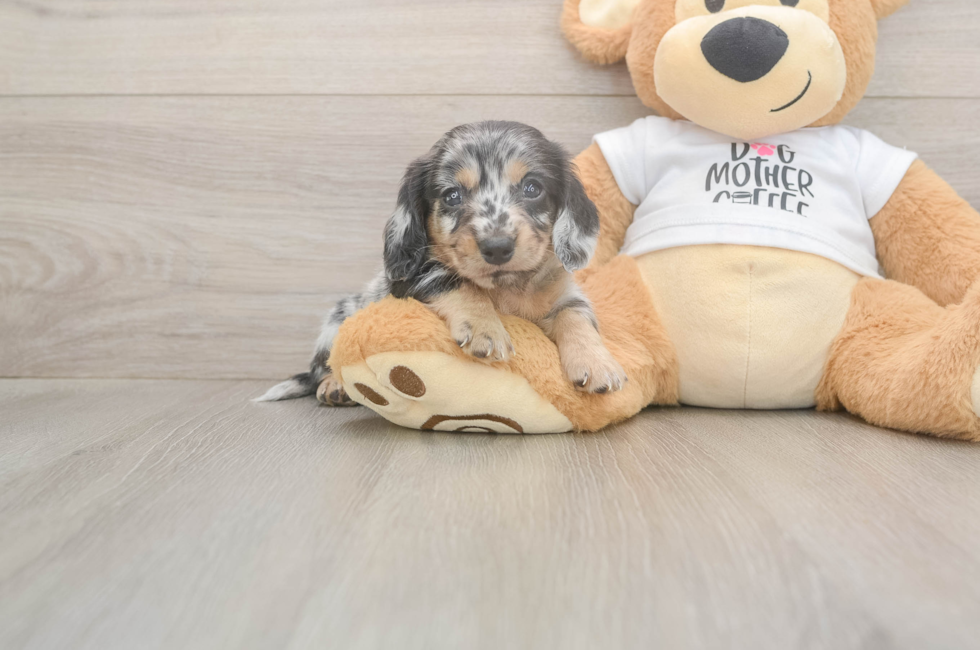 6 week old Dachshund Puppy For Sale - Pilesgrove Pups