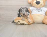 5 week old Dachshund Puppy For Sale - Pilesgrove Pups 5 week old Dachshund Puppy For Sale - Pilesgrove Pups