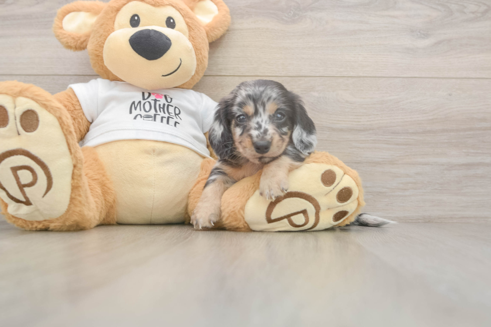 Dachshund Pup Being Cute