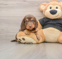 5 week old Dachshund Puppy For Sale - Pilesgrove Pups