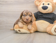 5 week old Dachshund Puppy For Sale - Pilesgrove Pups
