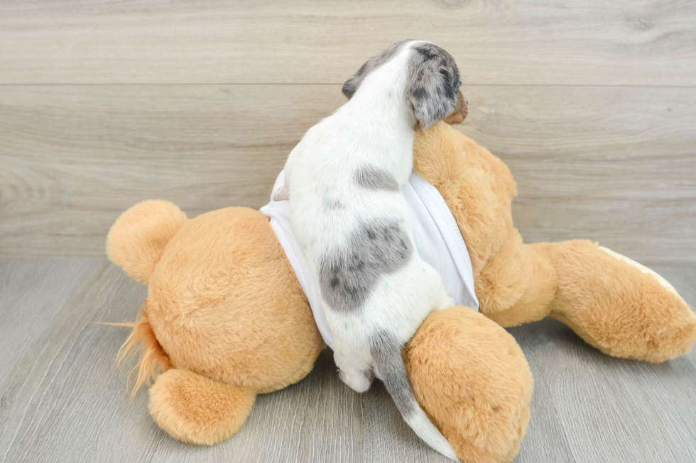 Cute Dachshund Baby