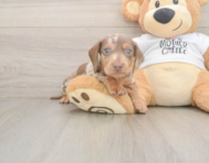 6 week old Dachshund Puppy For Sale - Pilesgrove Pups