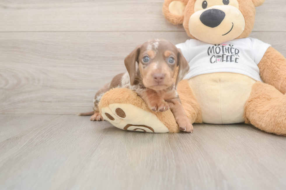 5 week old Dachshund Puppy For Sale - Pilesgrove Pups