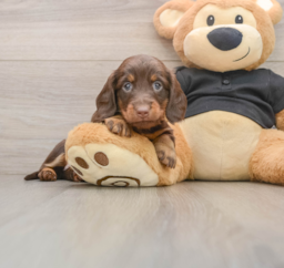 5 week old Dachshund Puppy For Sale - Pilesgrove Pups