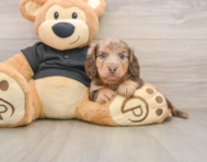 5 week old Dachshund Puppy For Sale - Pilesgrove Pups
