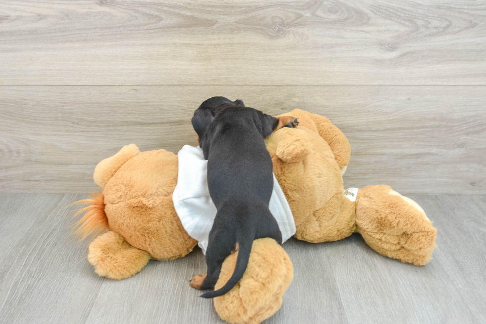 Cute Dachshund Purebred Pup