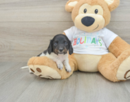 6 week old Dachshund Puppy For Sale - Pilesgrove Pups