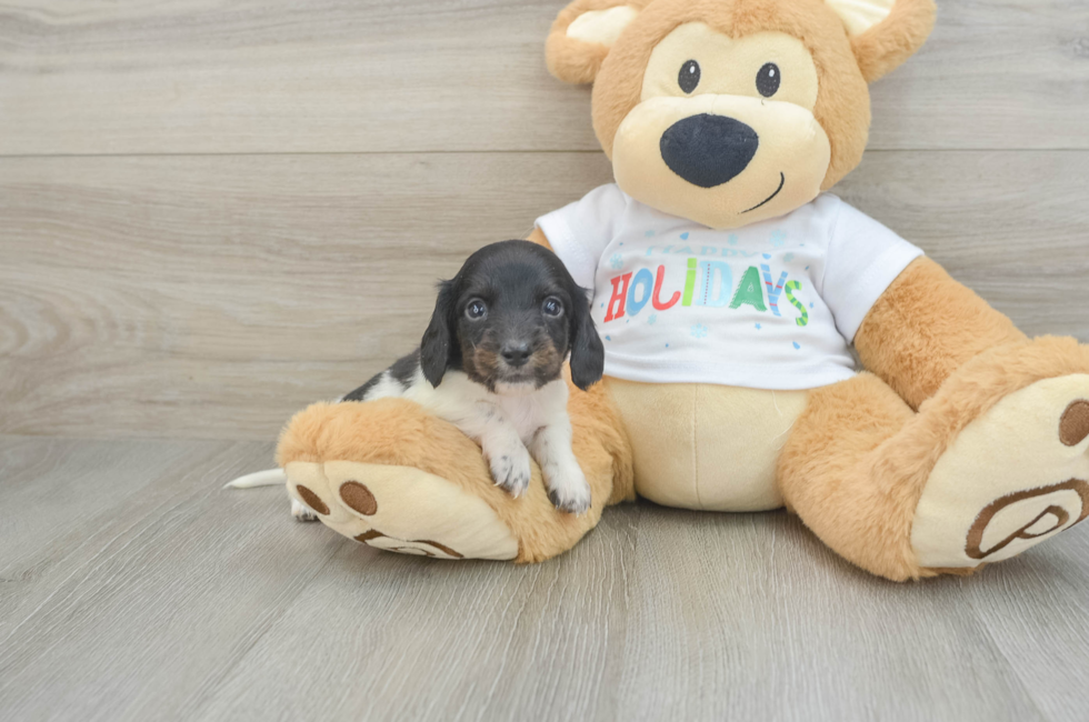 6 week old Dachshund Puppy For Sale - Pilesgrove Pups