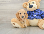 6 week old Dachshund Puppy For Sale - Pilesgrove Pups