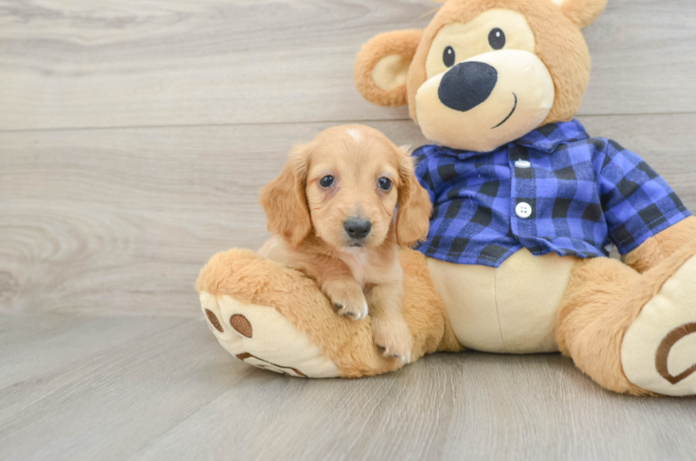 5 week old Dachshund Puppy For Sale - Pilesgrove Pups