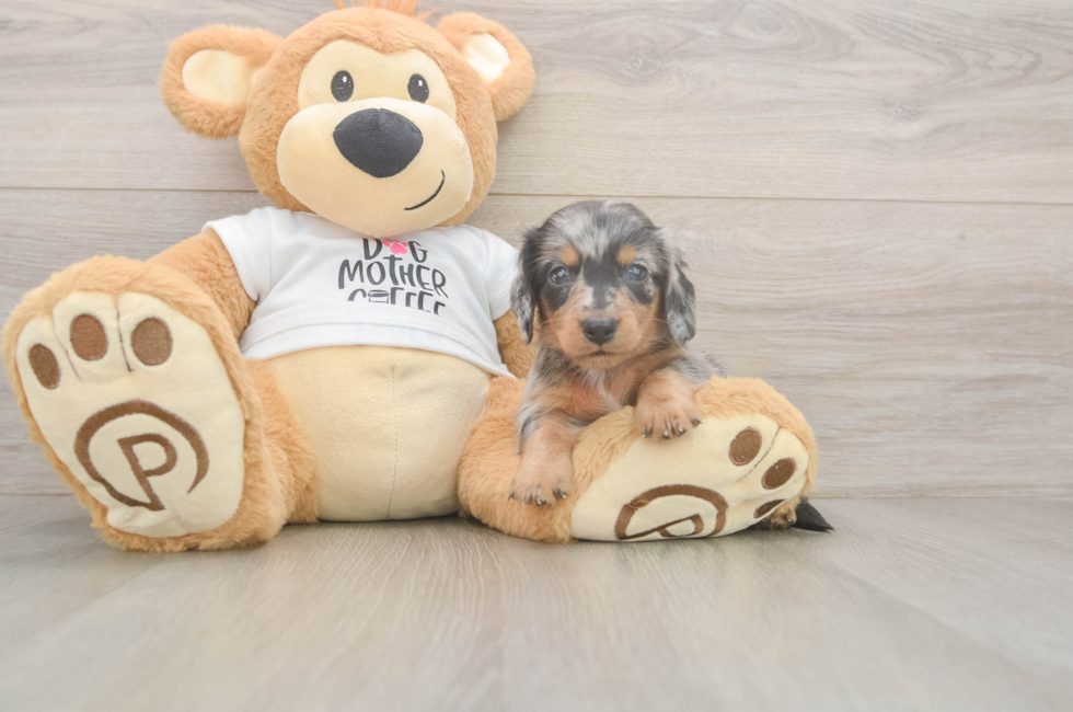 6 week old Dachshund Puppy For Sale - Pilesgrove Pups