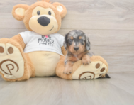 5 week old Dachshund Puppy For Sale - Pilesgrove Pups 5 week old Dachshund Puppy For Sale - Pilesgrove Pups