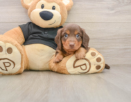 5 week old Dachshund Puppy For Sale - Pilesgrove Pups