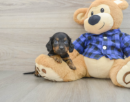 7 week old Dachshund Puppy For Sale - Pilesgrove Pups