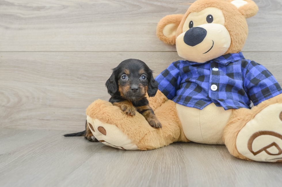 8 week old Dachshund Puppy For Sale - Pilesgrove Pups