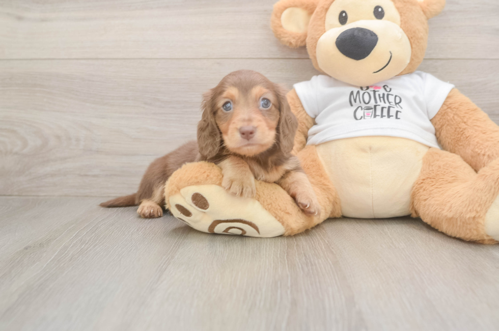 5 week old Dachshund Puppy For Sale - Pilesgrove Pups