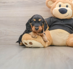 5 week old Dachshund Puppy For Sale - Pilesgrove Pups