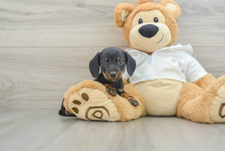 Dachshund Pup Being Cute