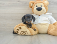 6 week old Dachshund Puppy For Sale - Pilesgrove Pups