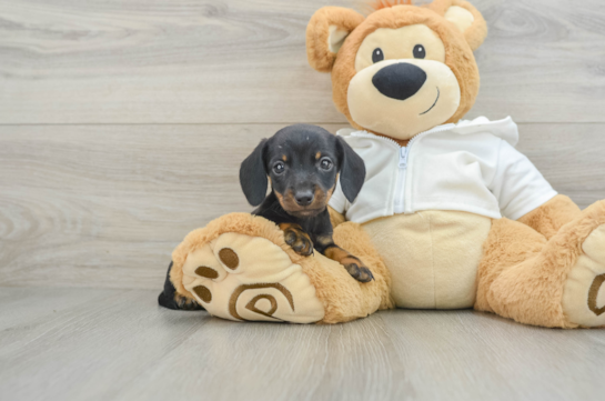 Dachshund Pup Being Cute