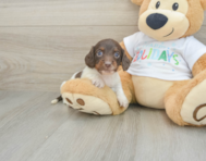 6 week old Dachshund Puppy For Sale - Pilesgrove Pups